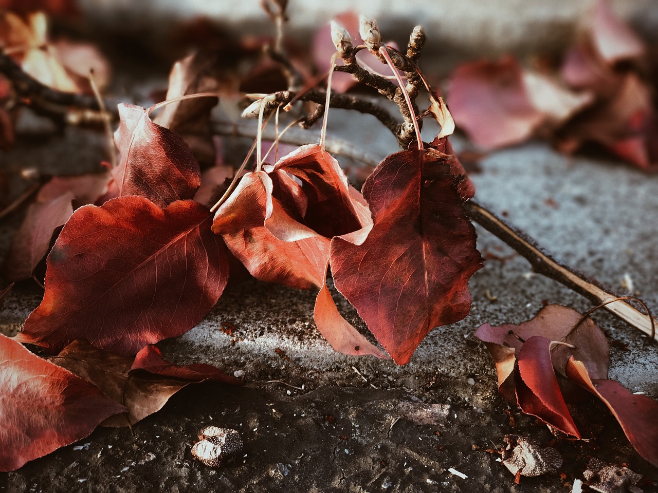 leaf autumn fall free photo