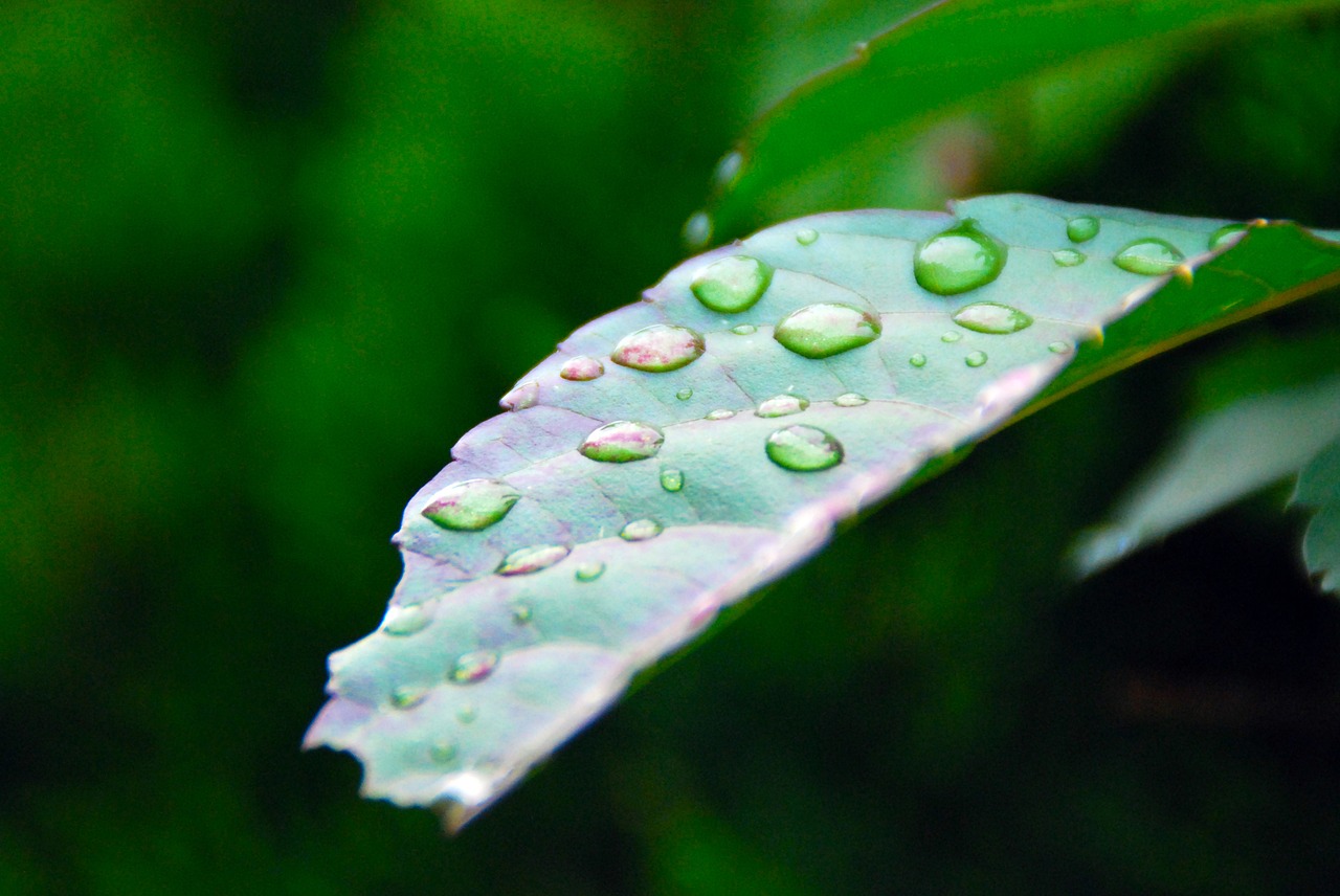 leaf green nature free photo