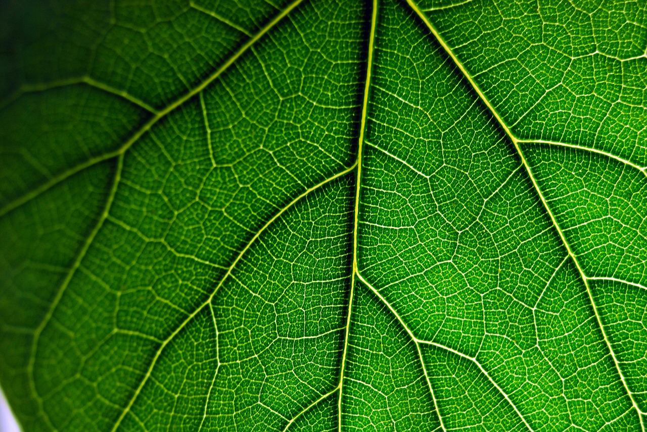 leaf macro green free photo