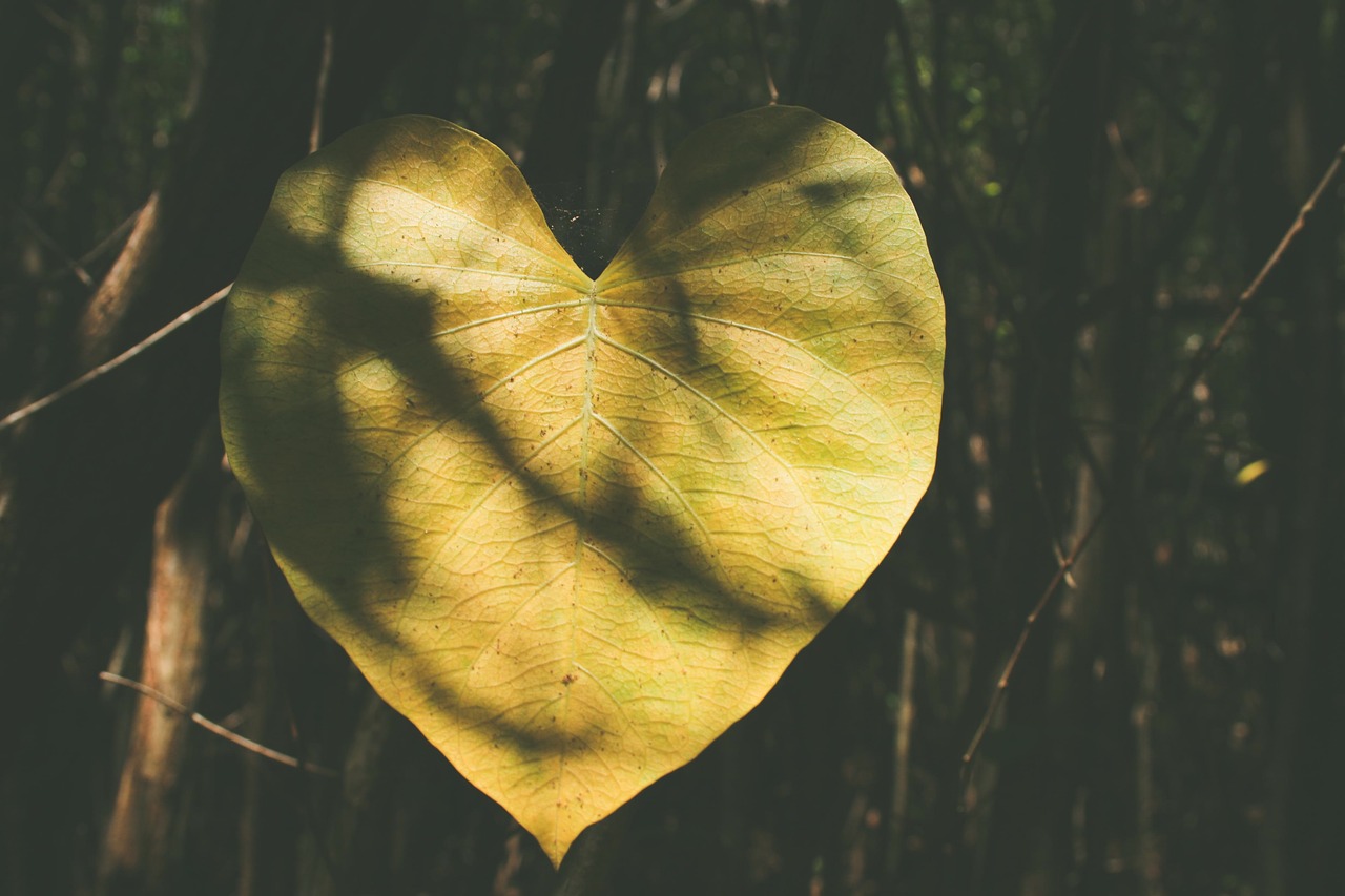 leaf plant forest free photo