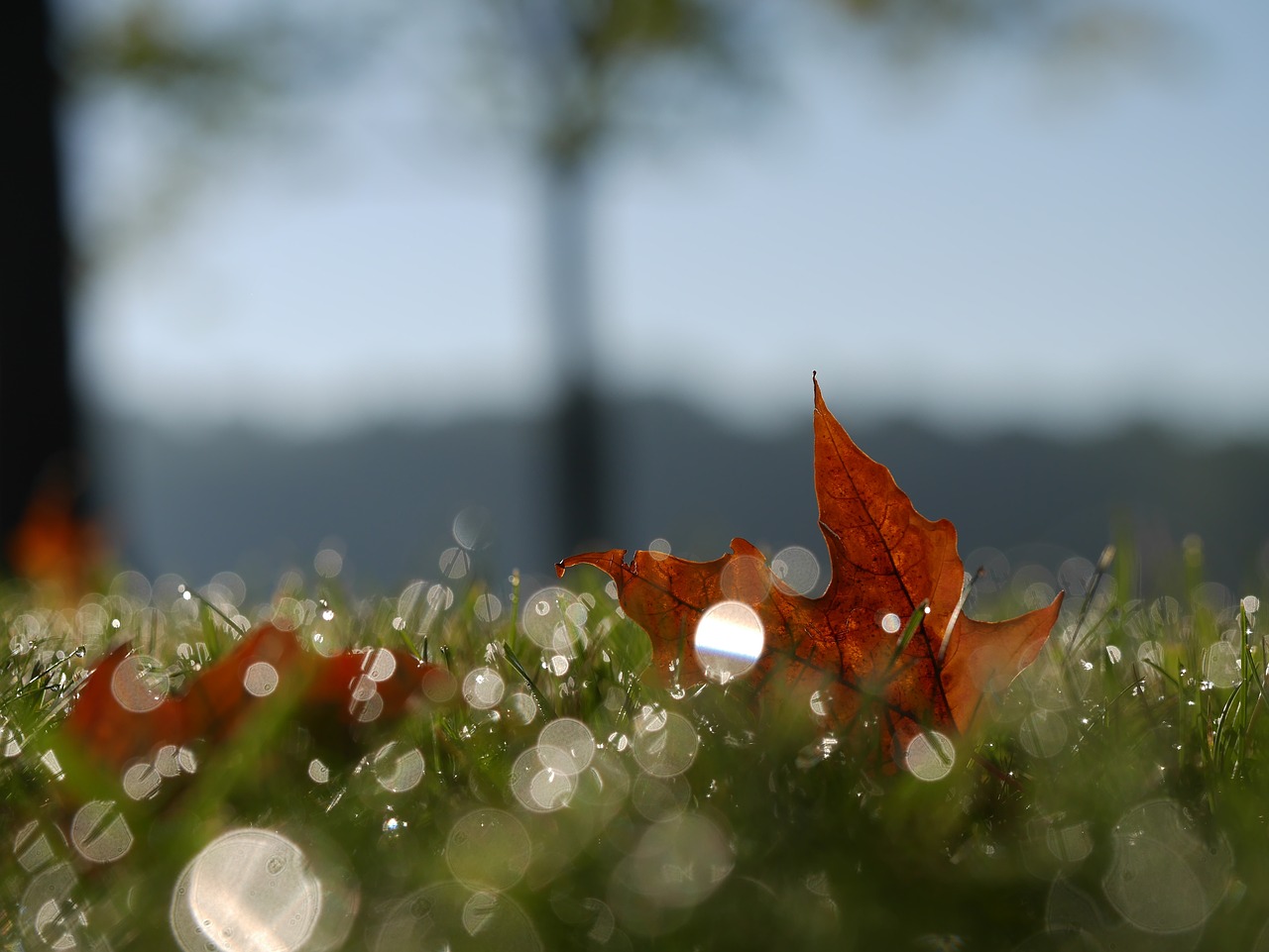 leaf orange nature free photo