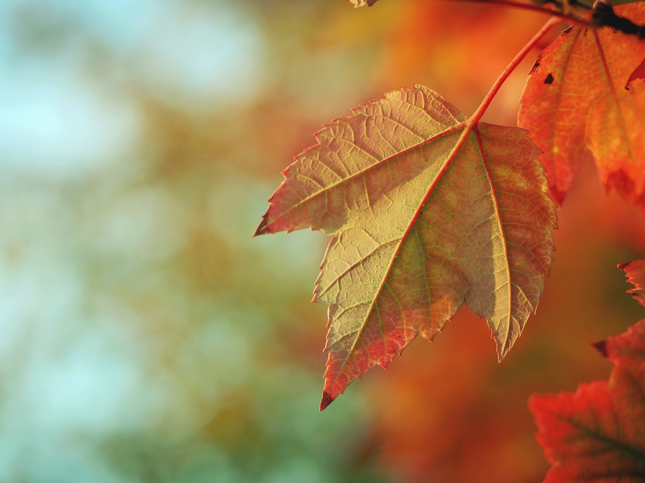 leaf orange nature free photo