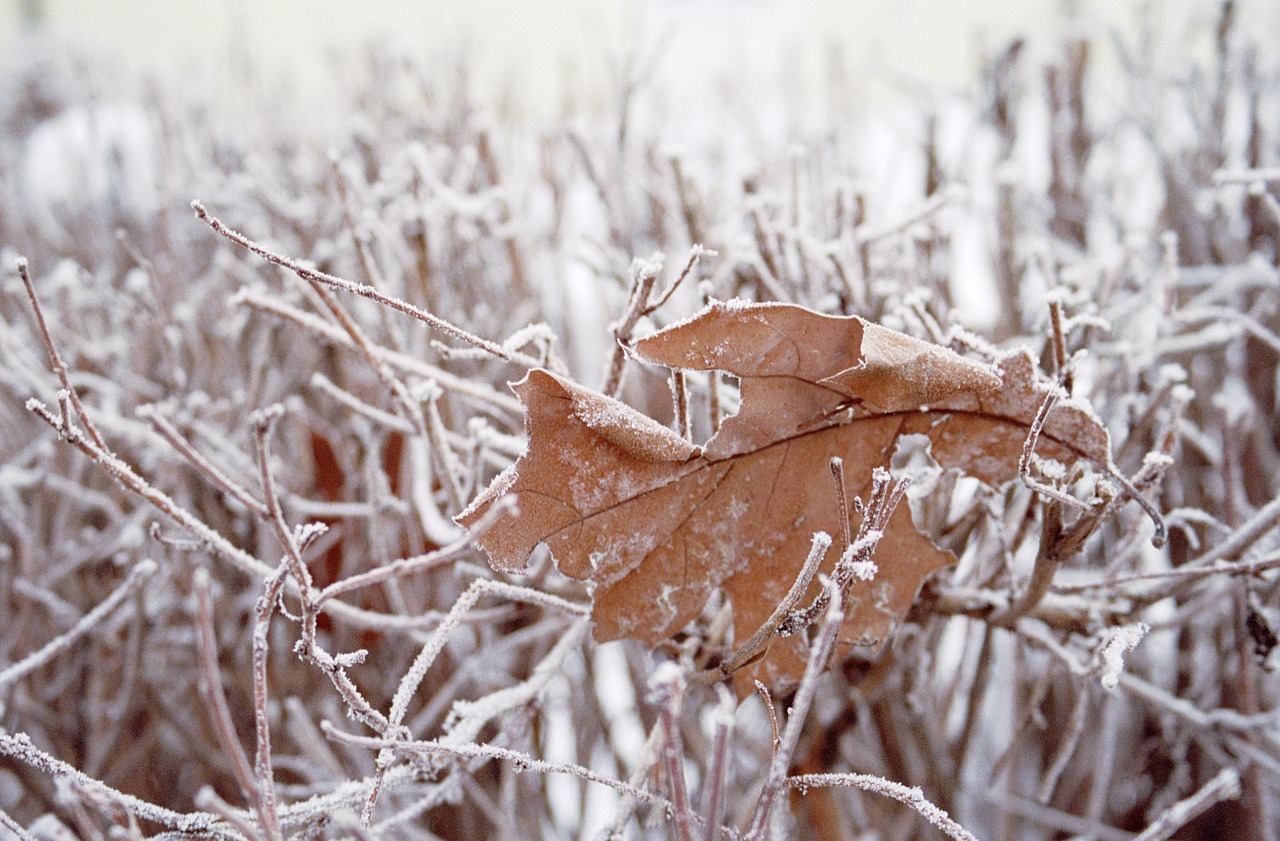 leaf grass snow free photo