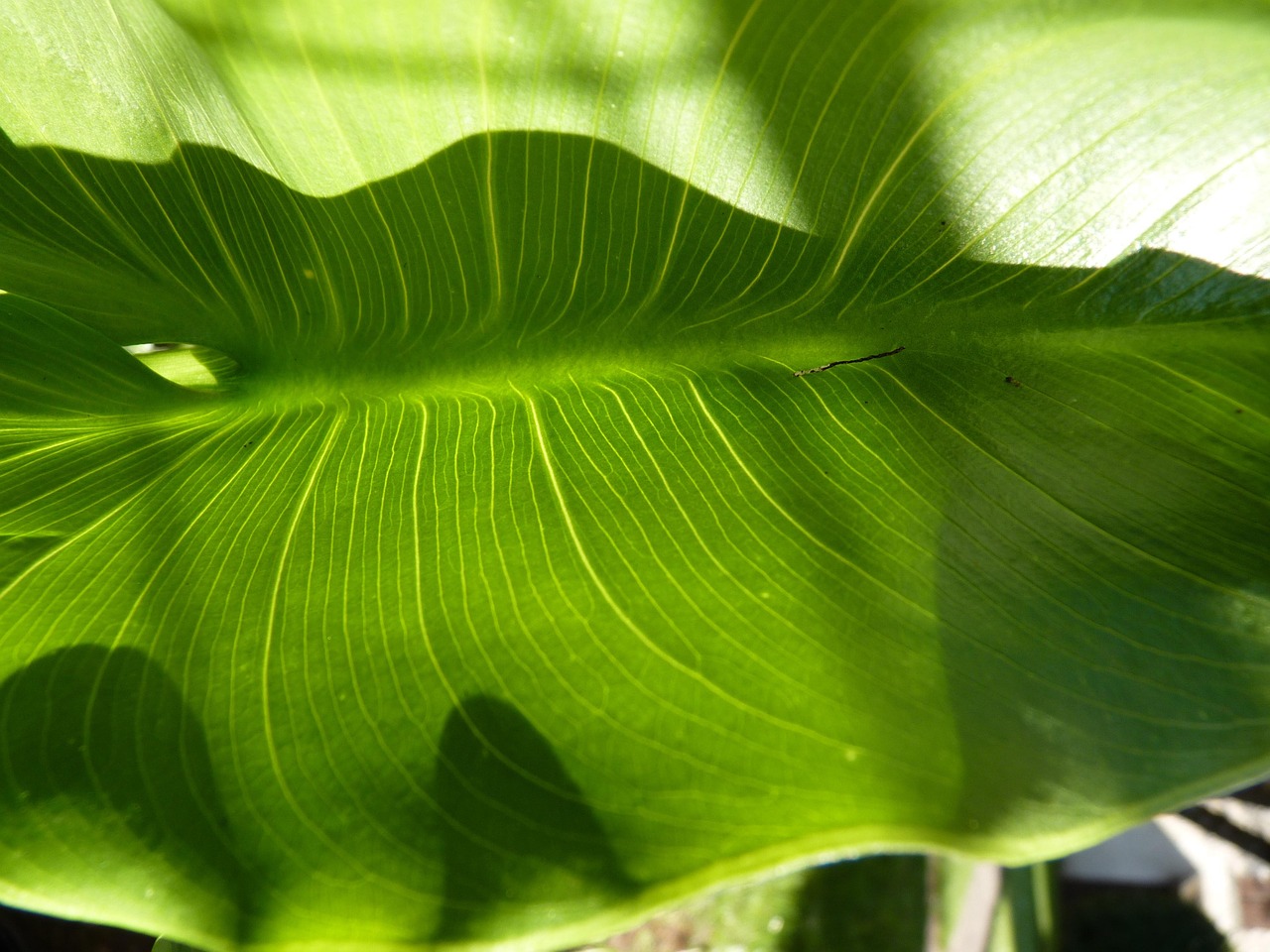 leaf macro nature free photo