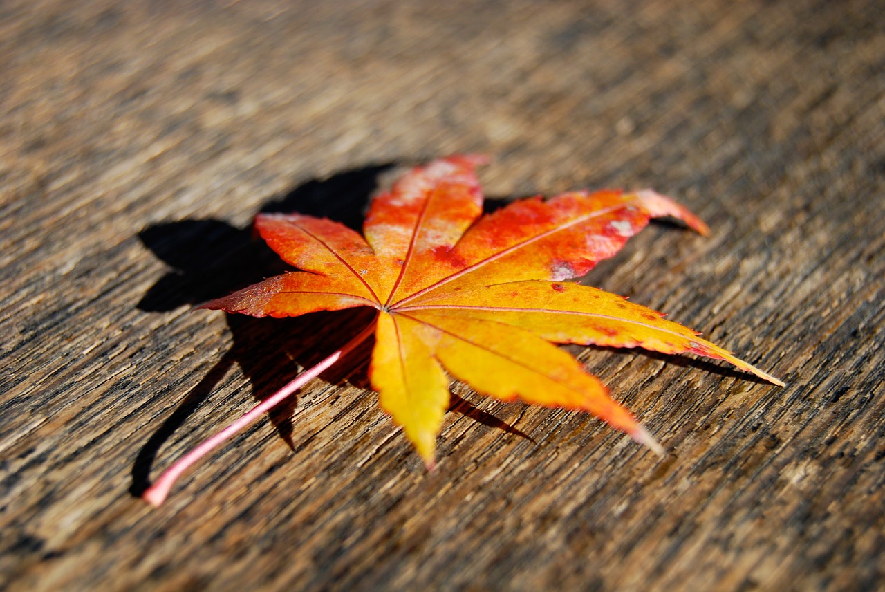 Осенний листок падает