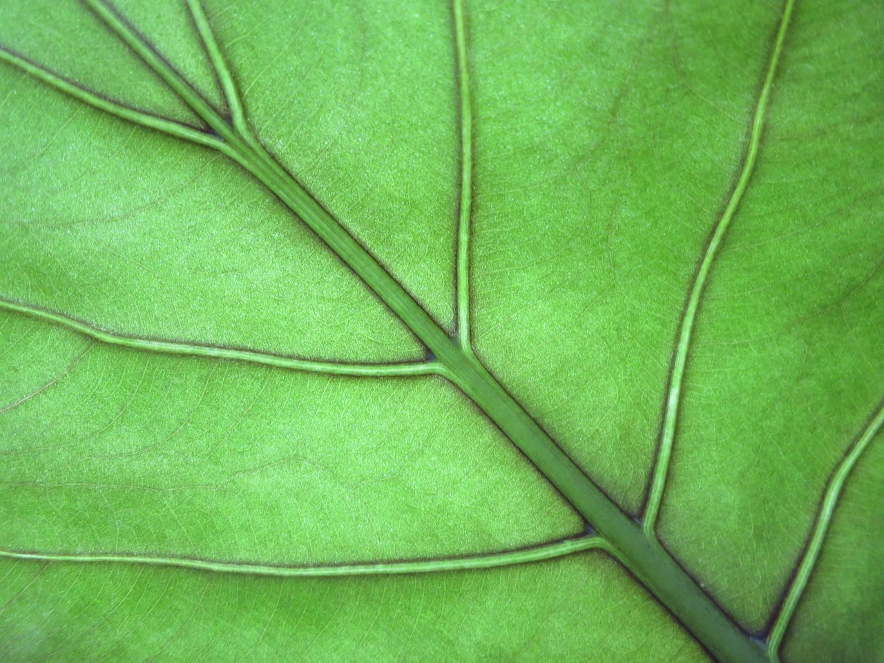 leaf leaf veins green free photo