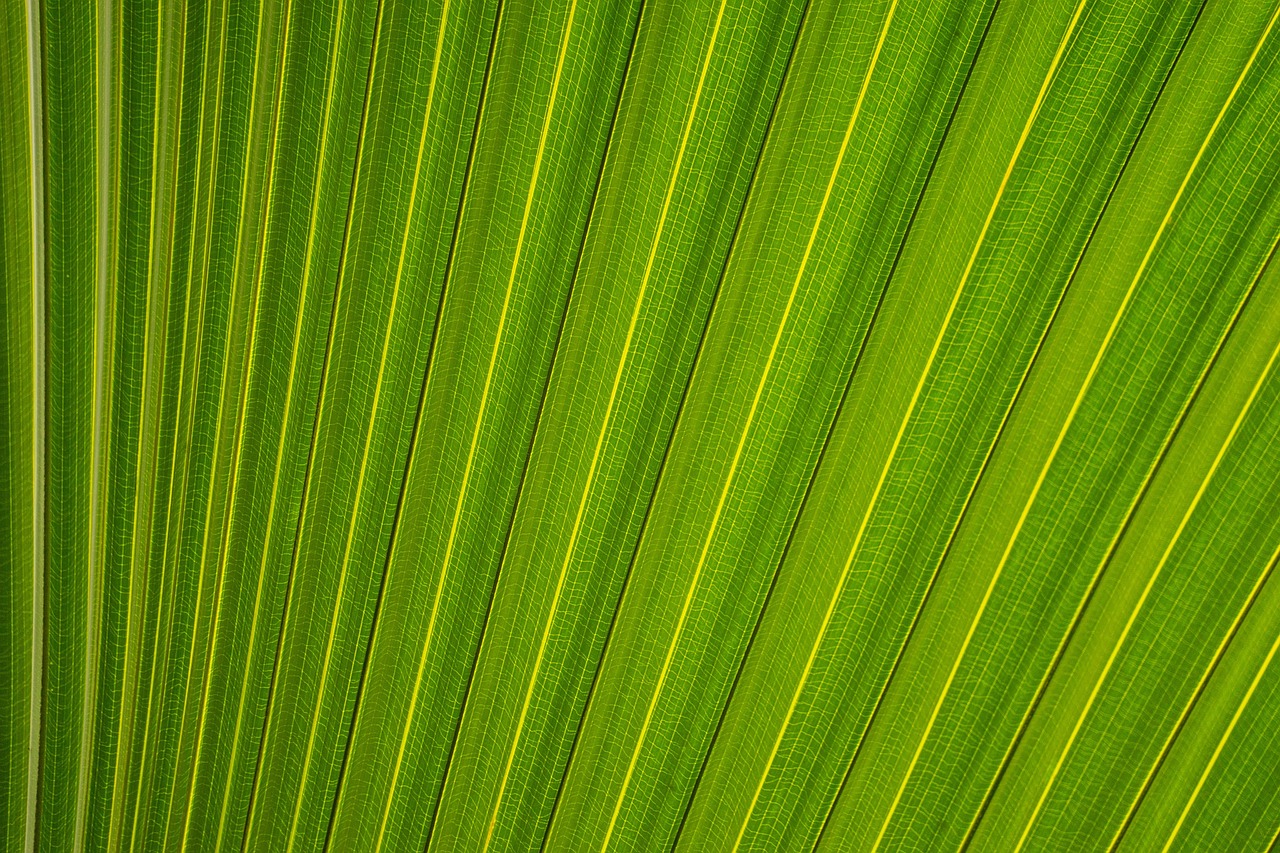 leaf leaves plants free photo