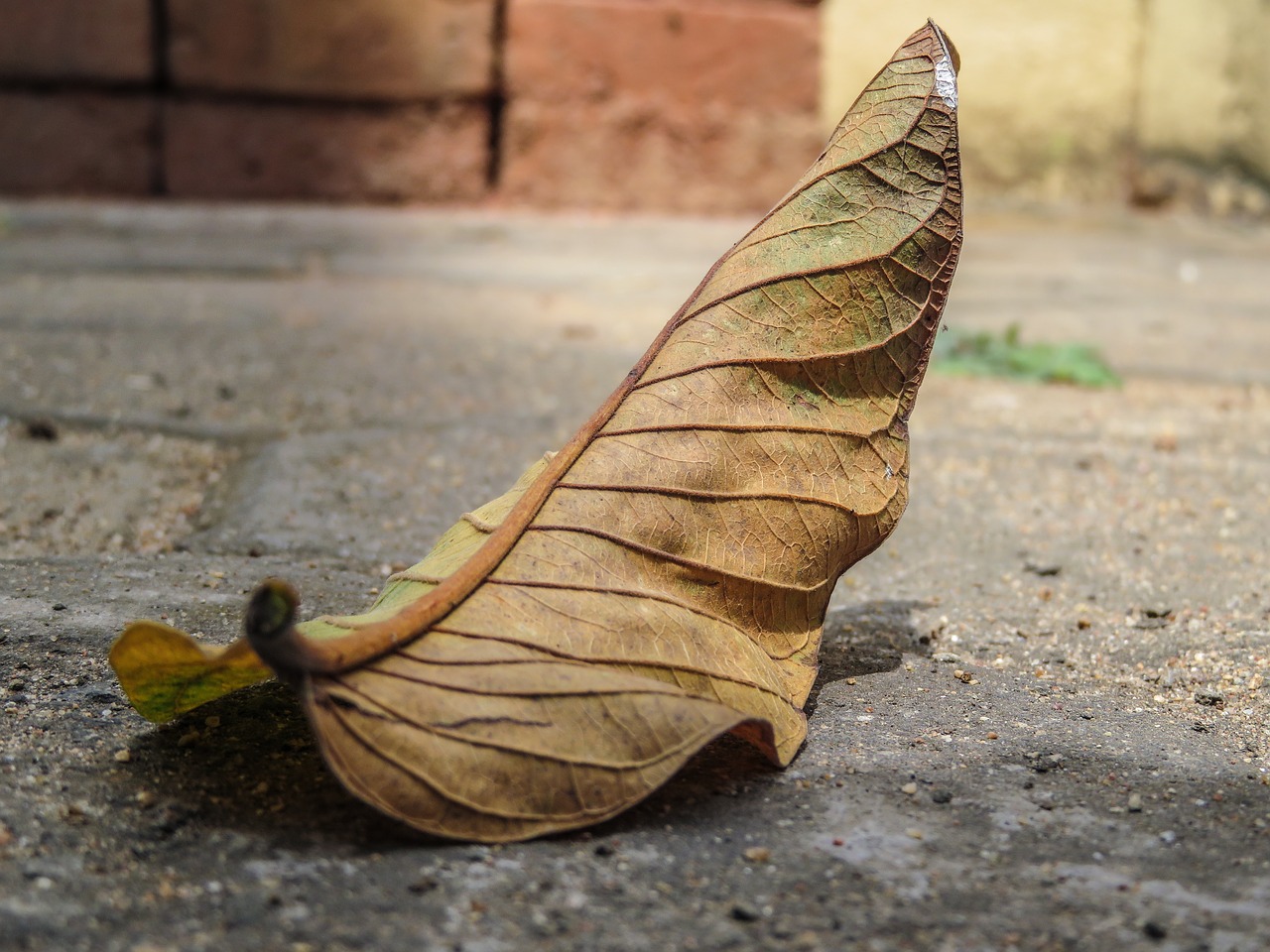 leaf fall concrete free photo