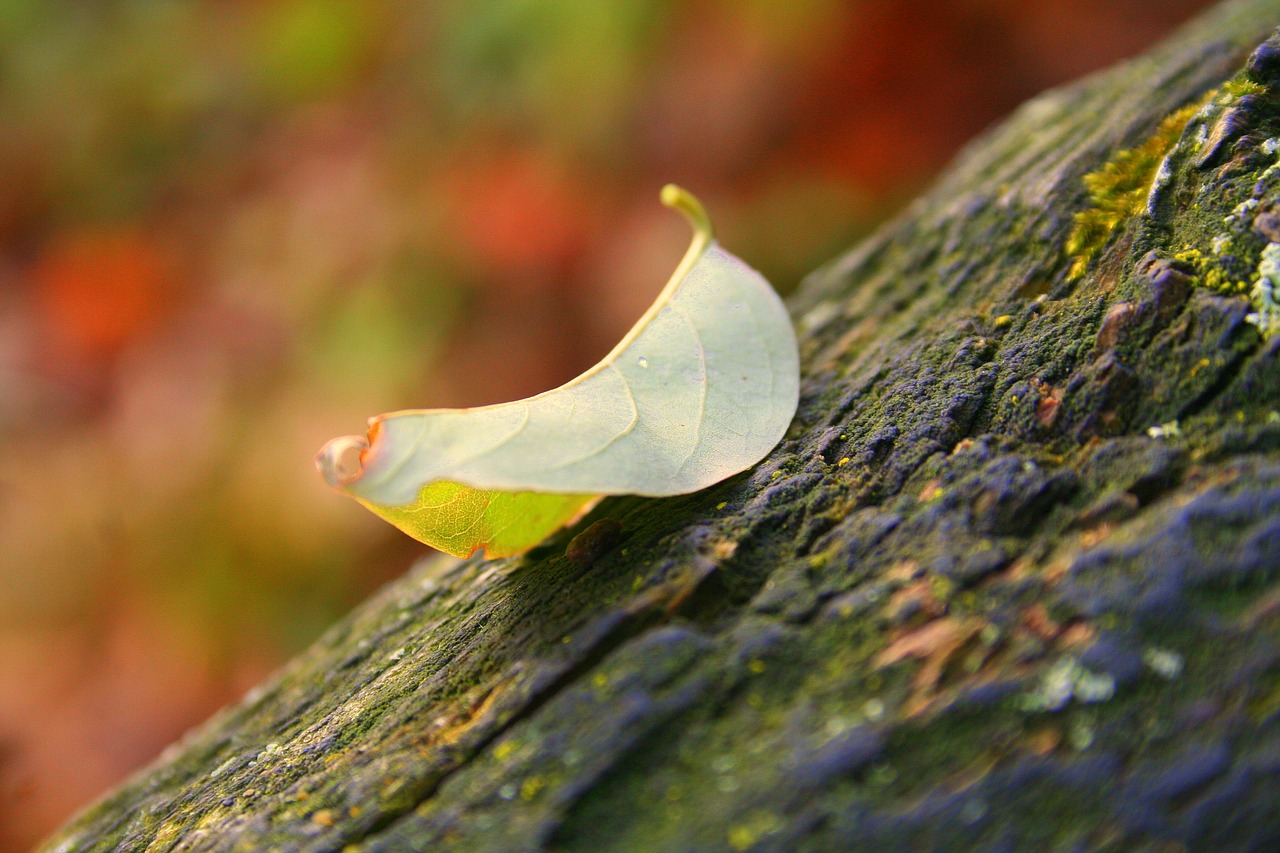 leaf tree bark free photo