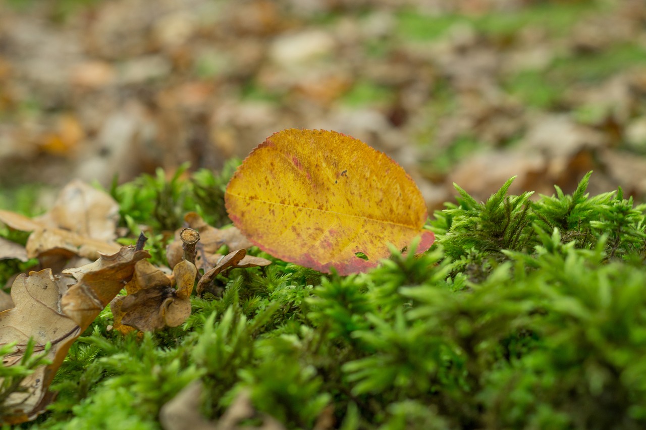 leaf grass plants free photo