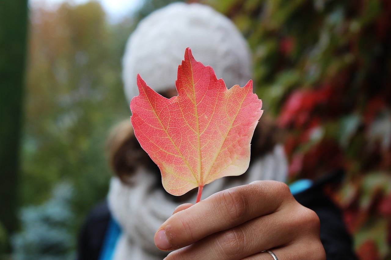 leaf nature fall free photo