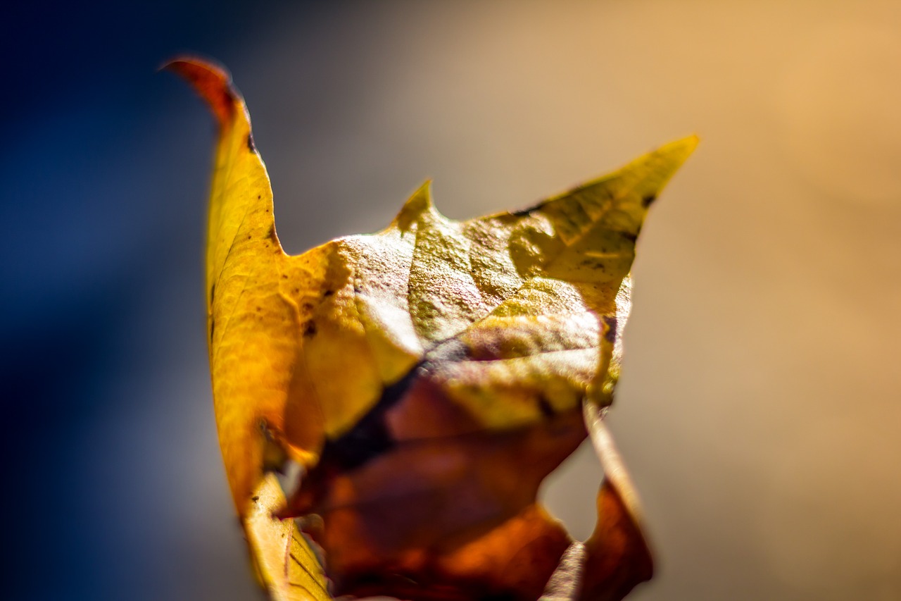 leaf fall autumn free photo