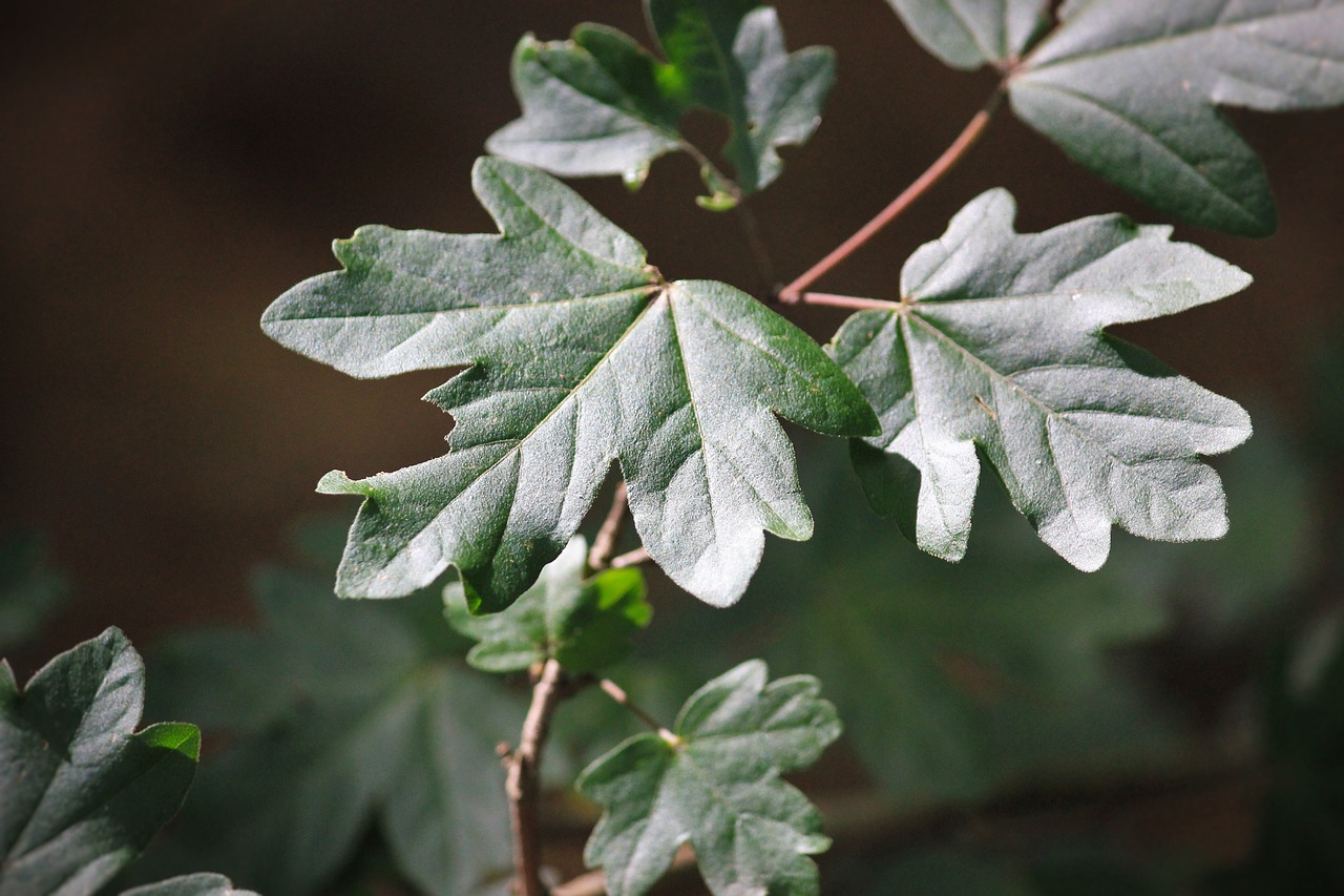 leaf green close free photo