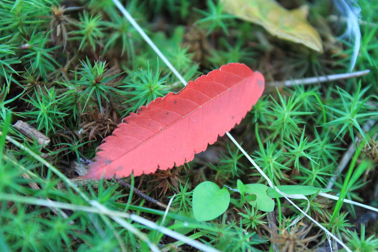 leaf plant close-up free photo