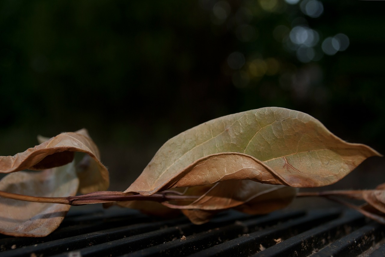 leaf dry autumn free photo