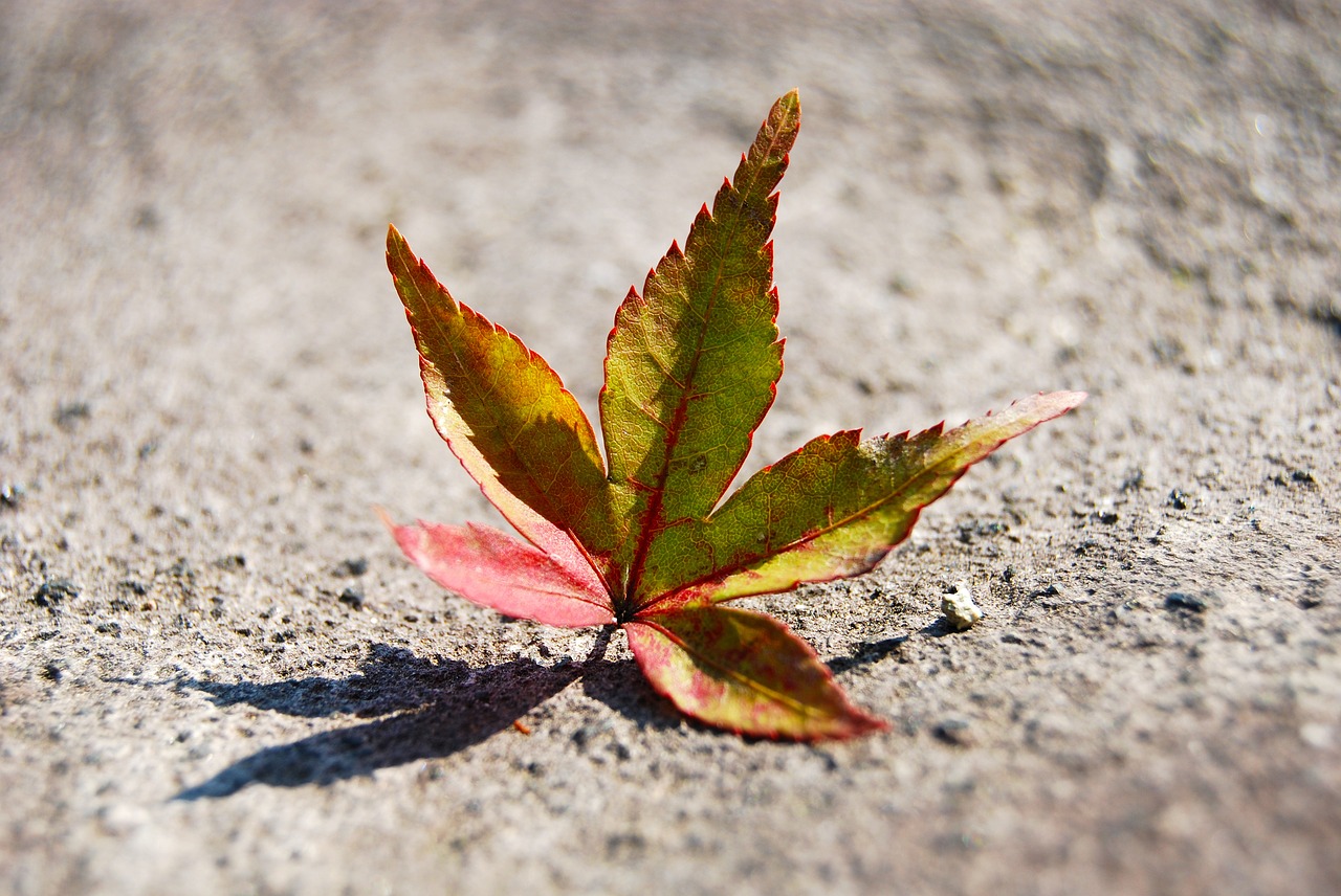 leaf fall autumn free photo