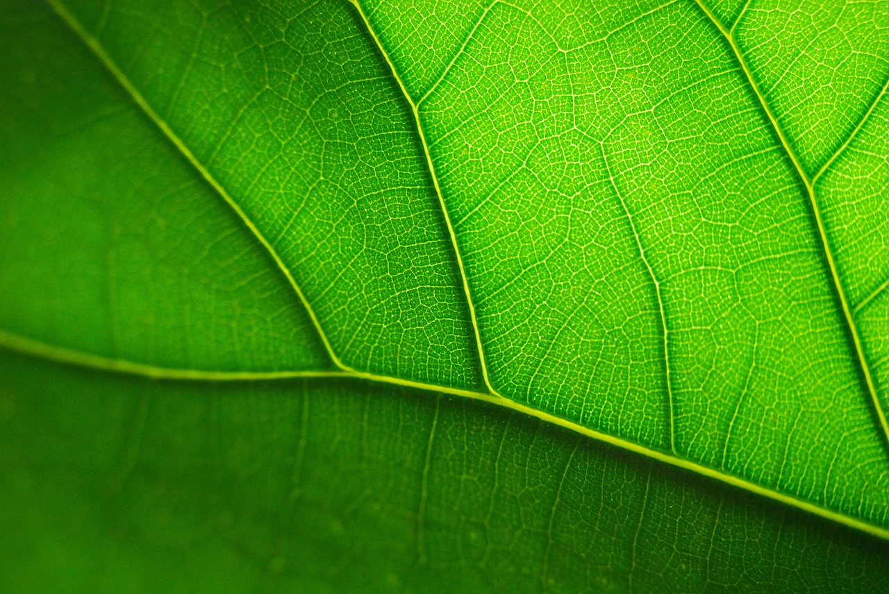 leaf green macro free photo