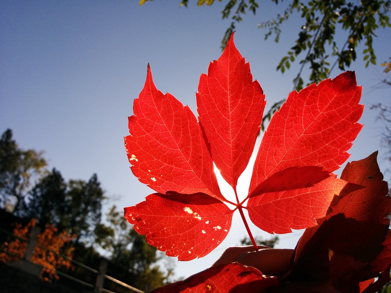 leaf red autumn free photo