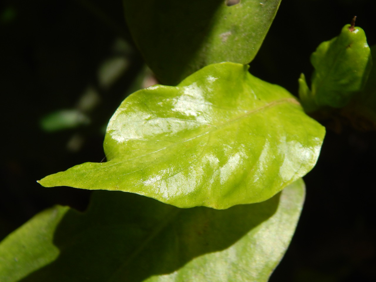 leaf green new free photo