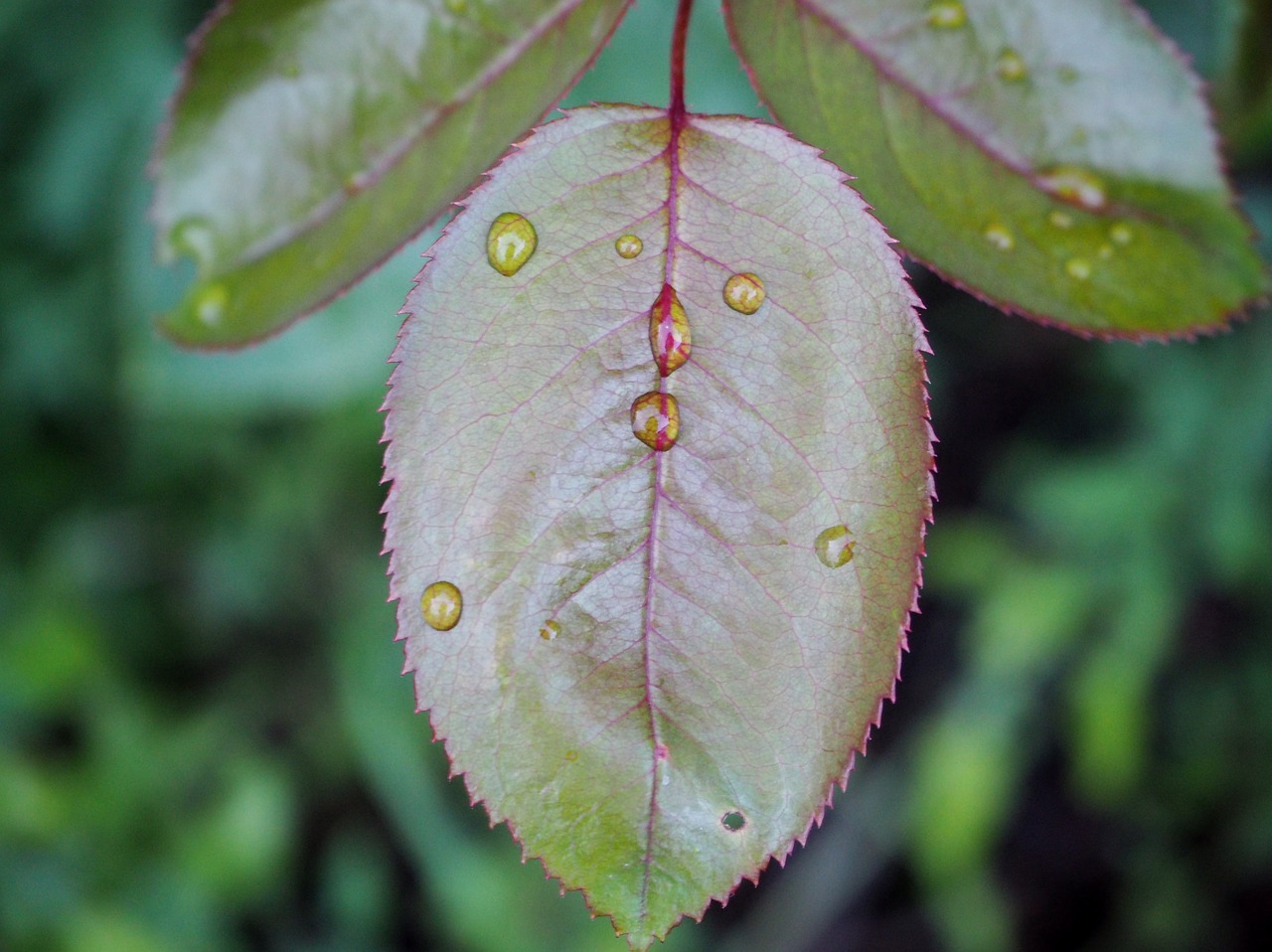 leaf leaves rosenblatt free photo