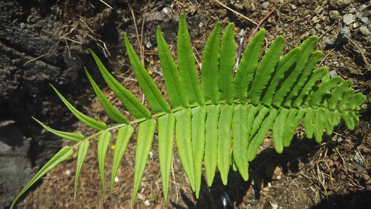 leaf green nature free photo