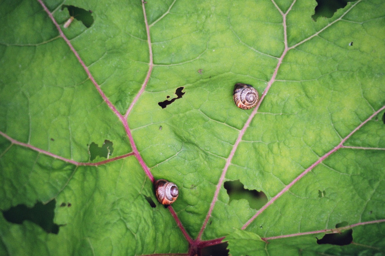 leaf snails creature free photo