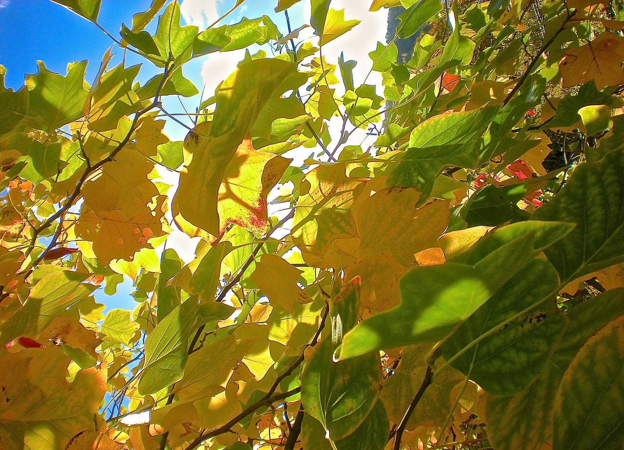 leaf yellow green free photo