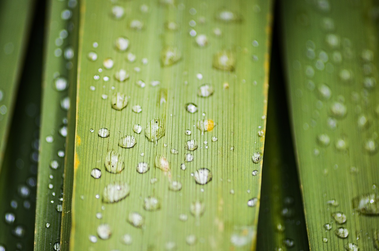 leaf water macro free photo