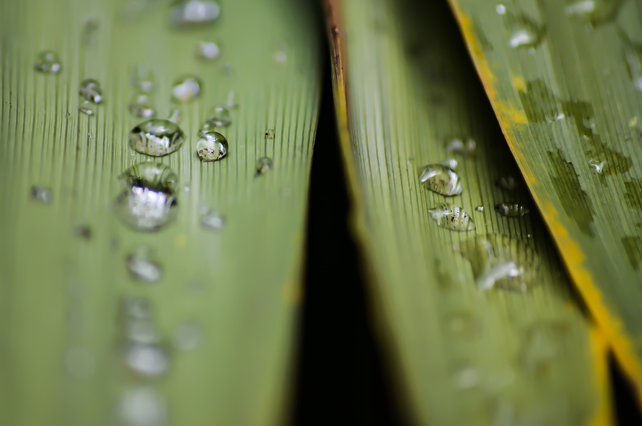 leaf water macro free photo