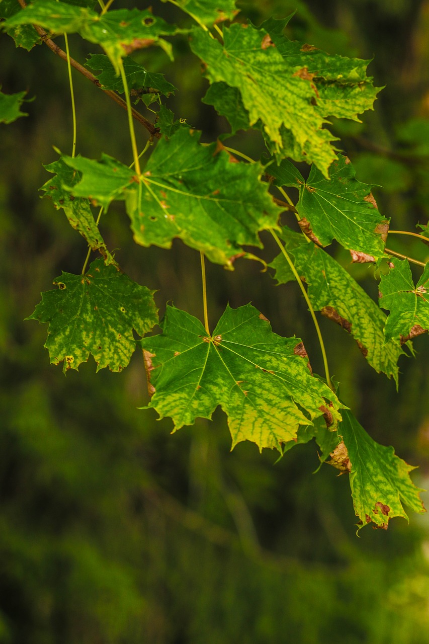 leaf tree nature free photo