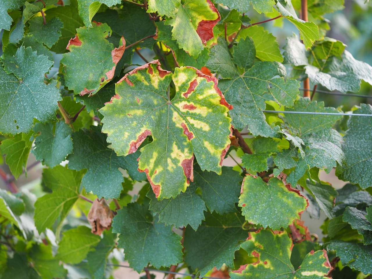leaf autumn vine free photo