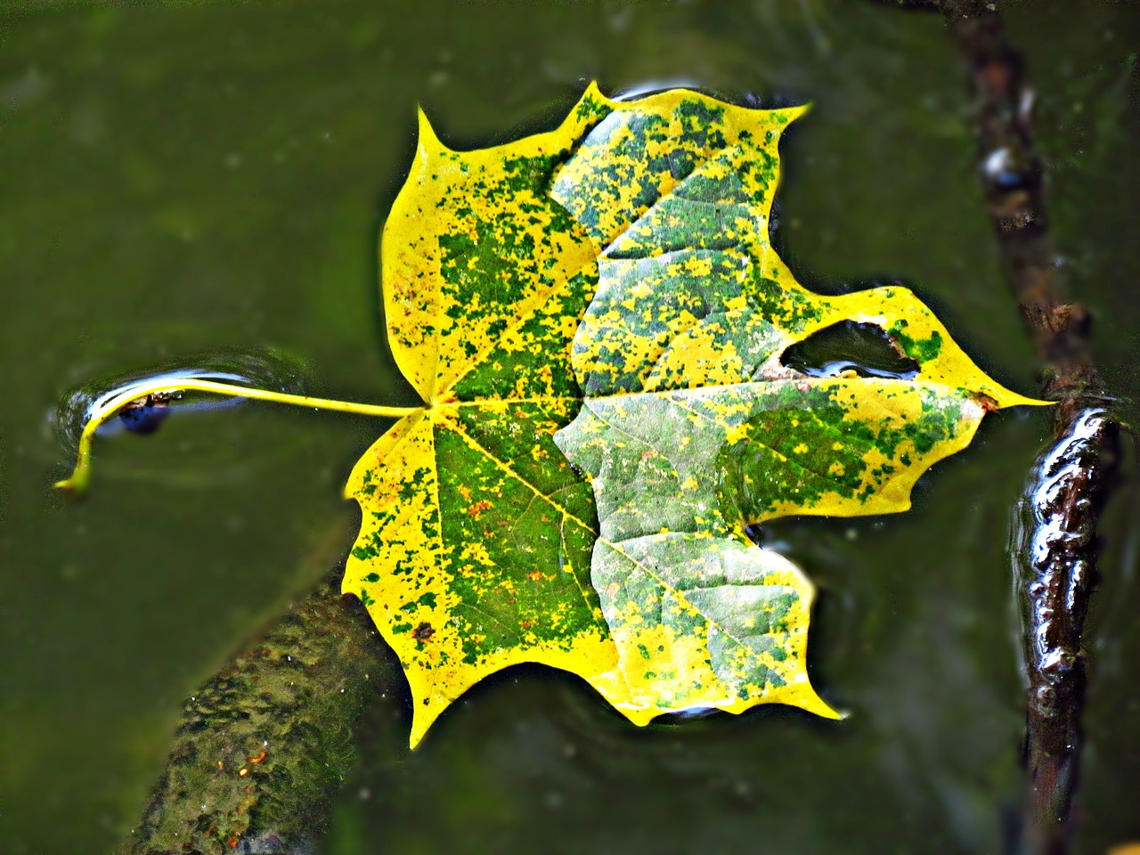 leaf water leaf texture free photo