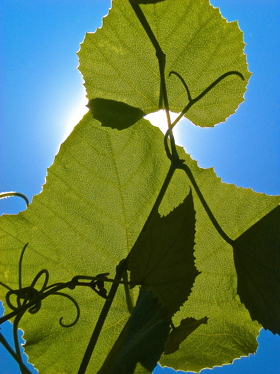 leaf green summer free photo