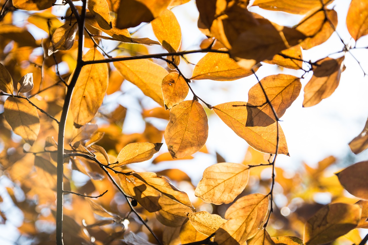 leaf autumn yellow leaves free photo