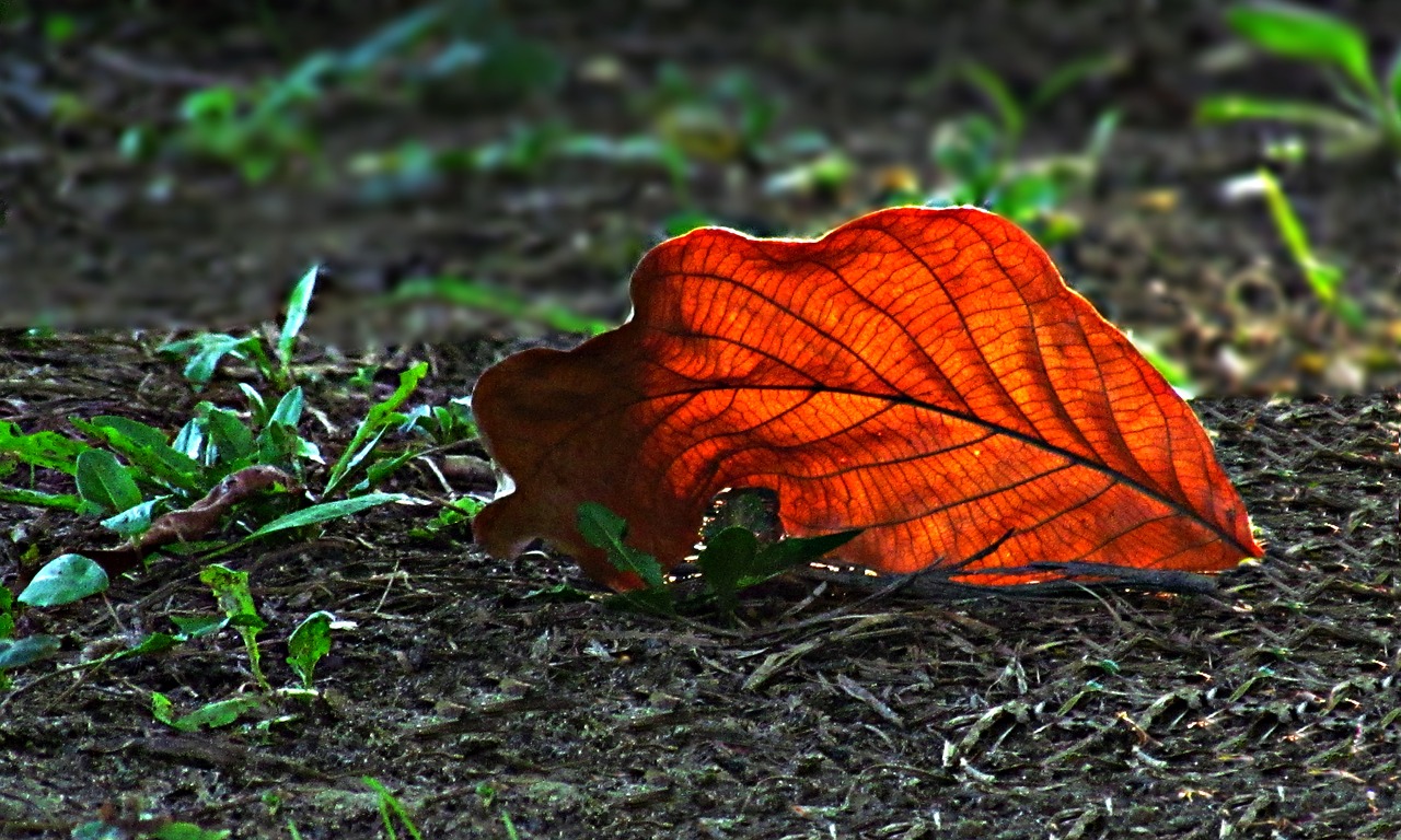 leaf autumn autumn weather free photo