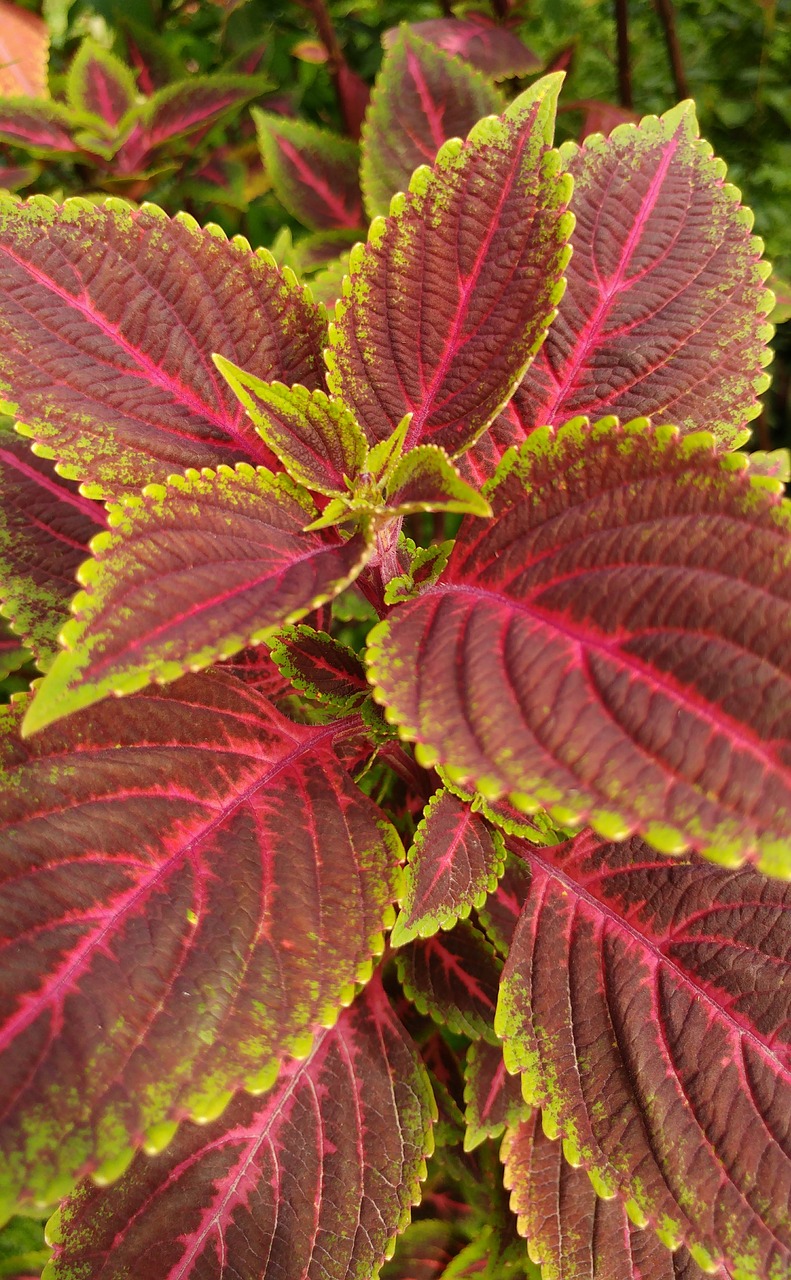 leaf reddish plants free photo