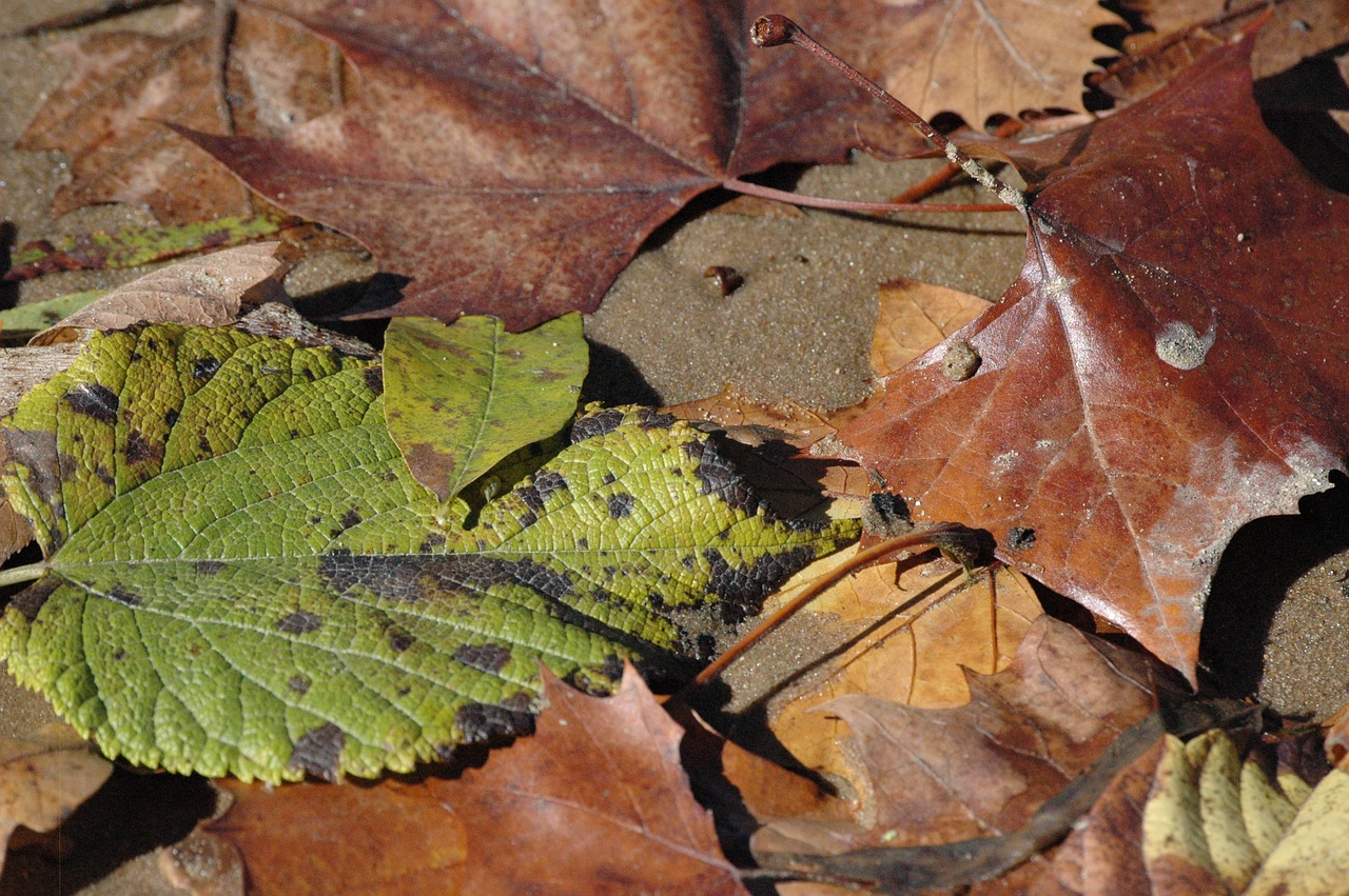 leaf leaves green free photo