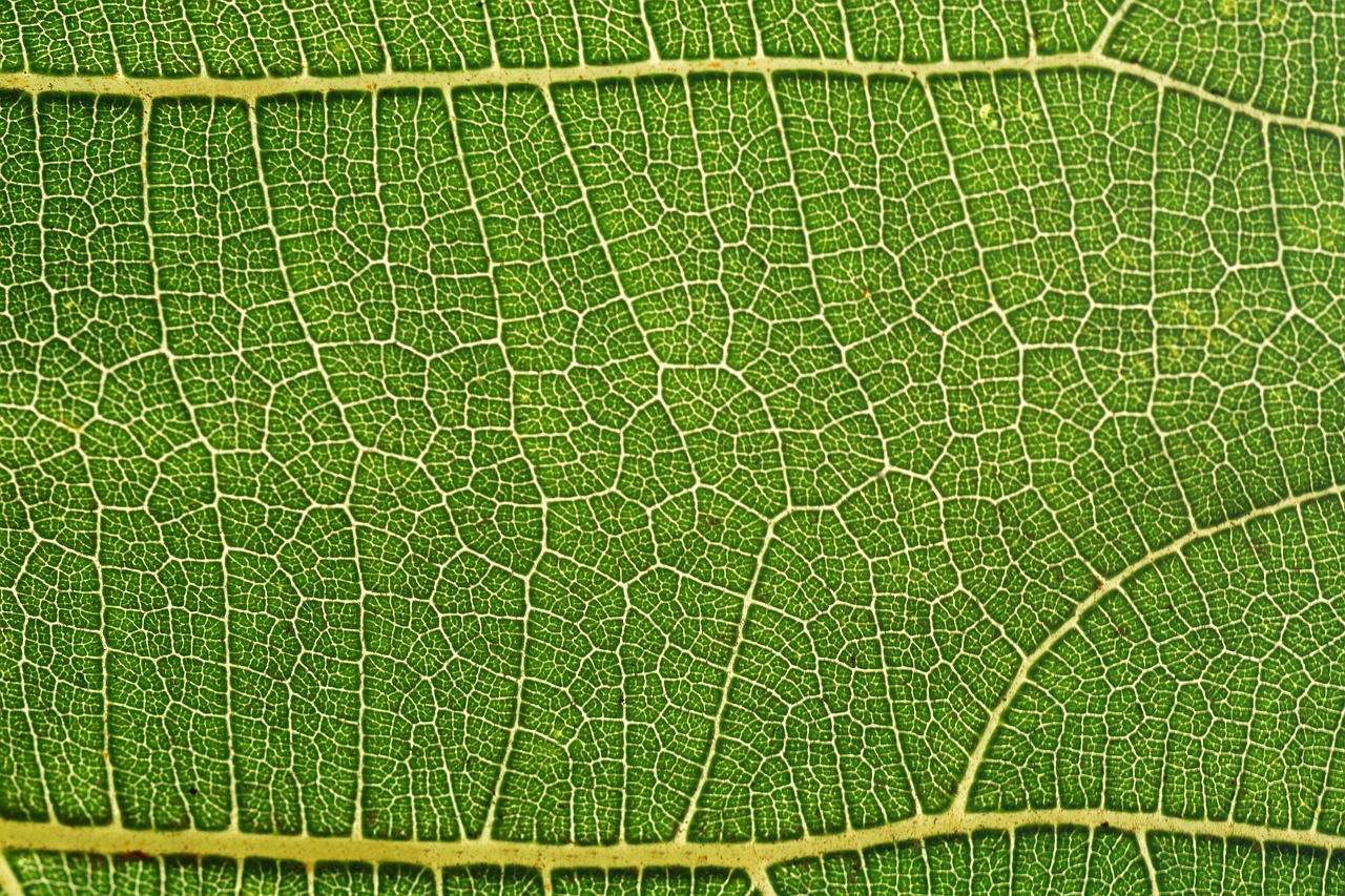 leaf fig leaf structure free photo