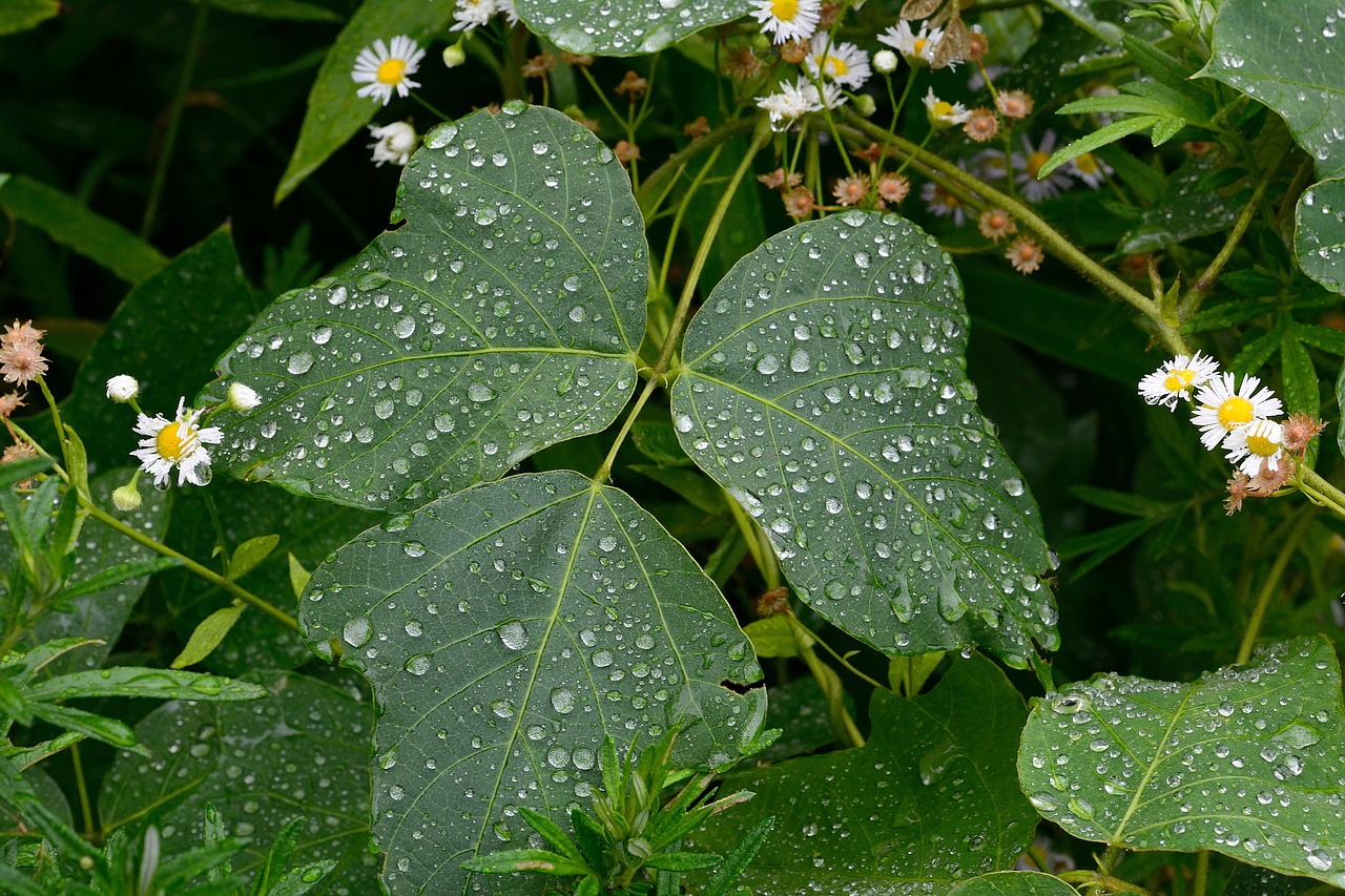 leaf rain green free photo