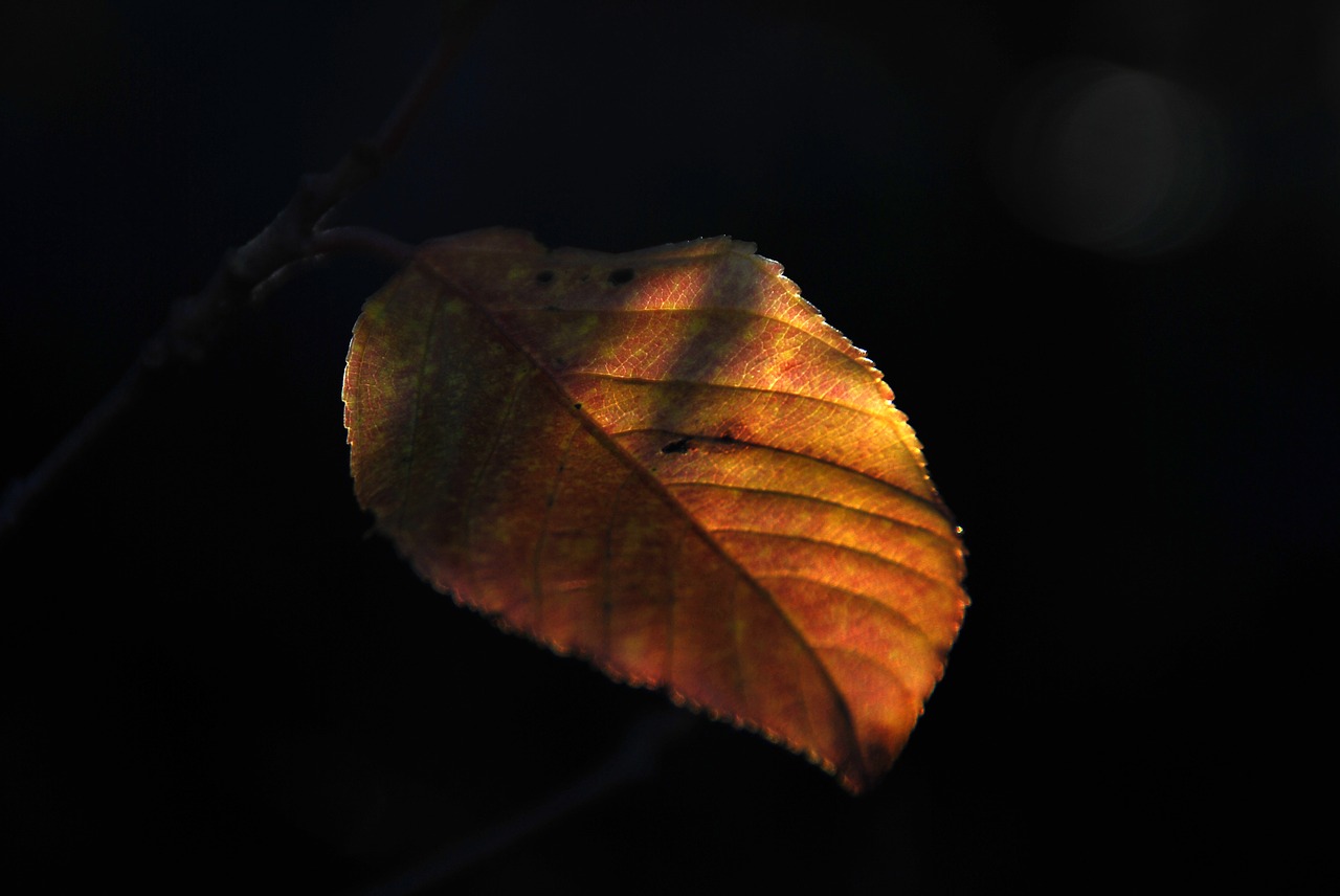 leaf autumn autumn leaves free photo