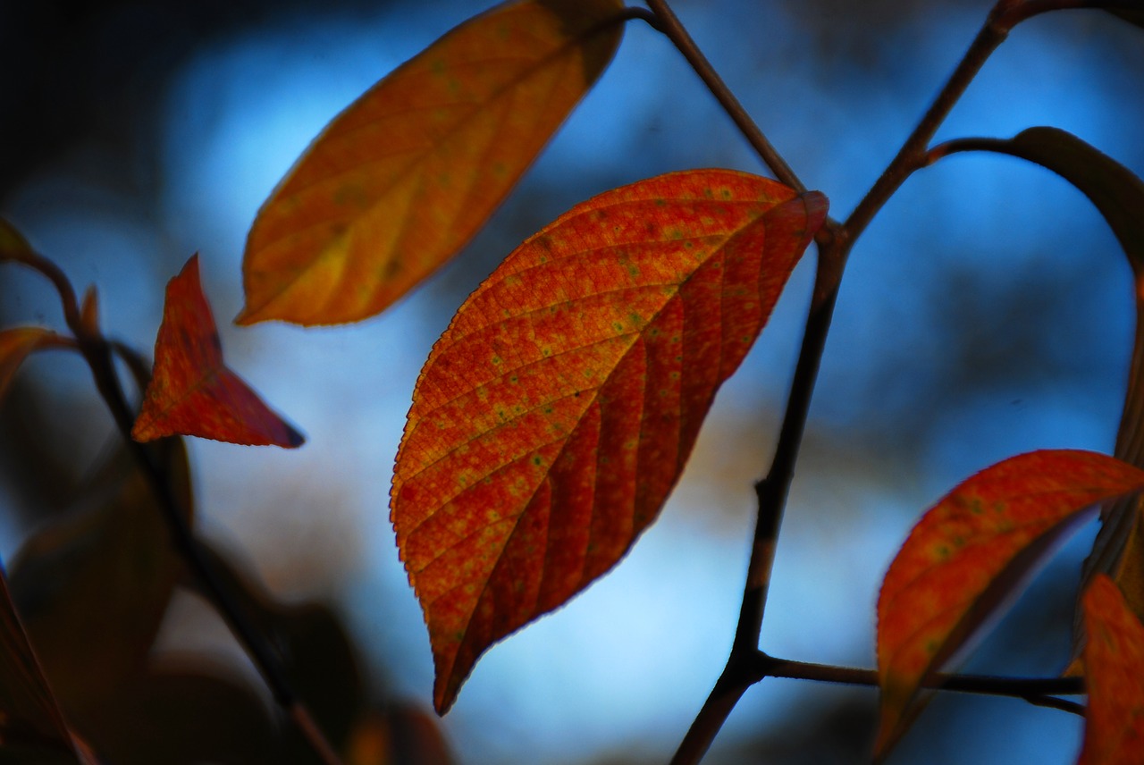 leaf leaves fall free photo