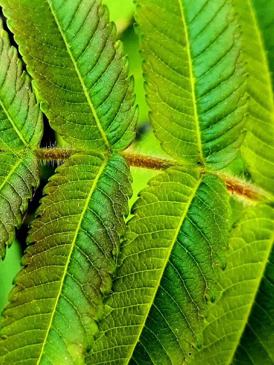 leaf green plant free photo