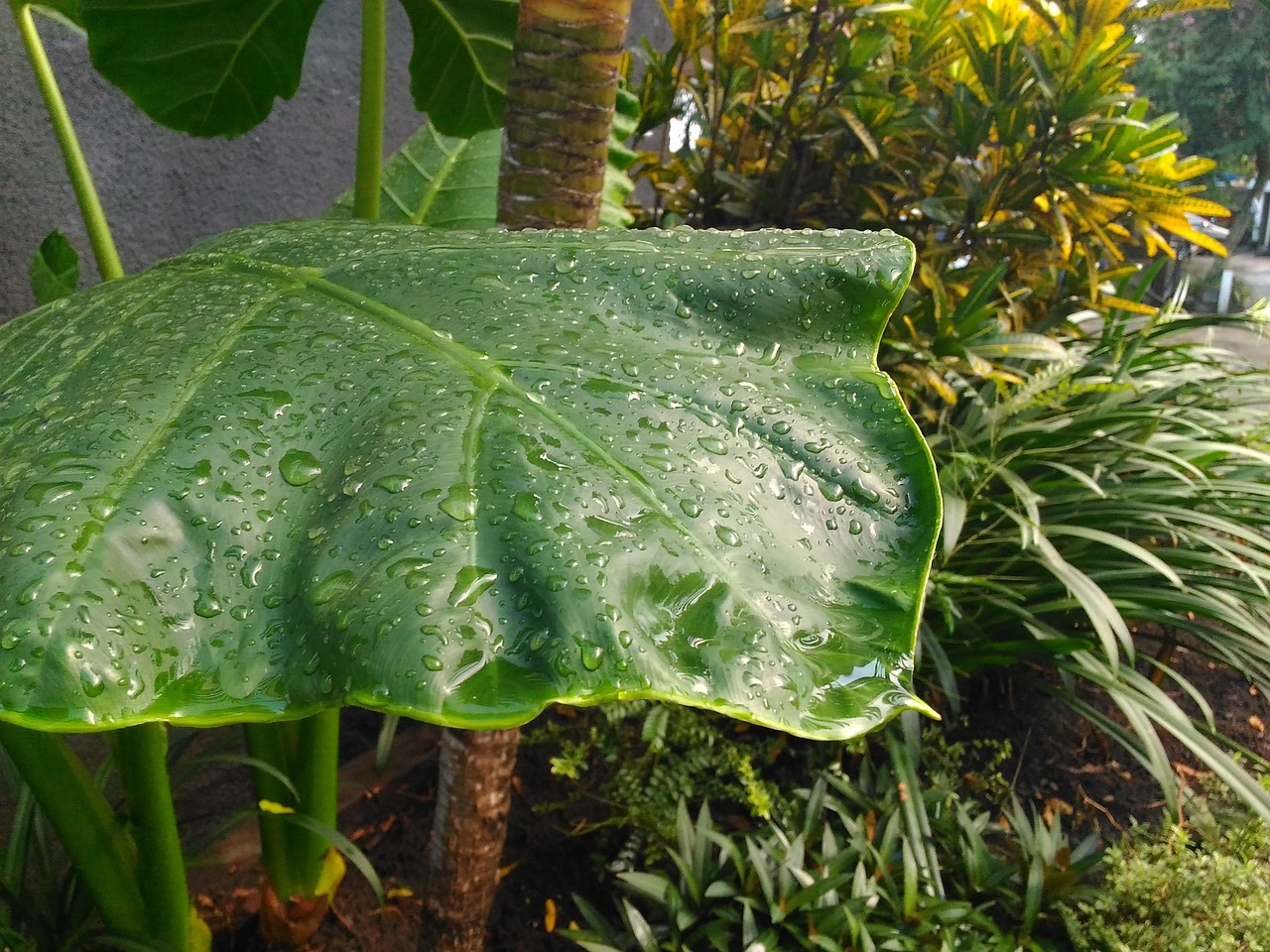 leaf rain nature free photo