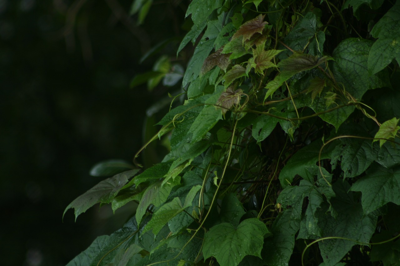 leaf green zoom free photo