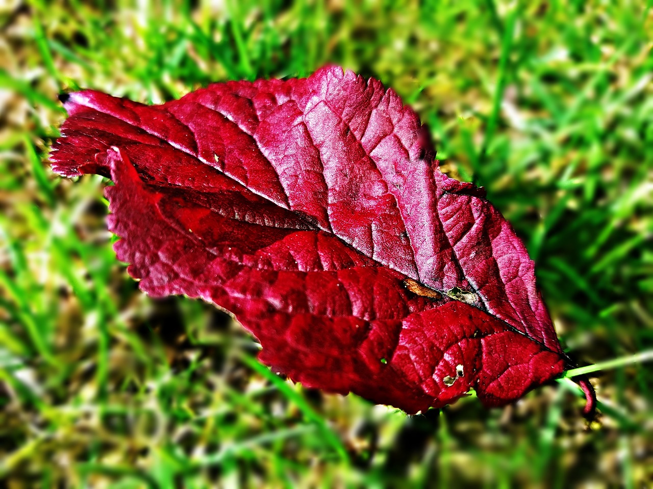 leaf red autumn free photo