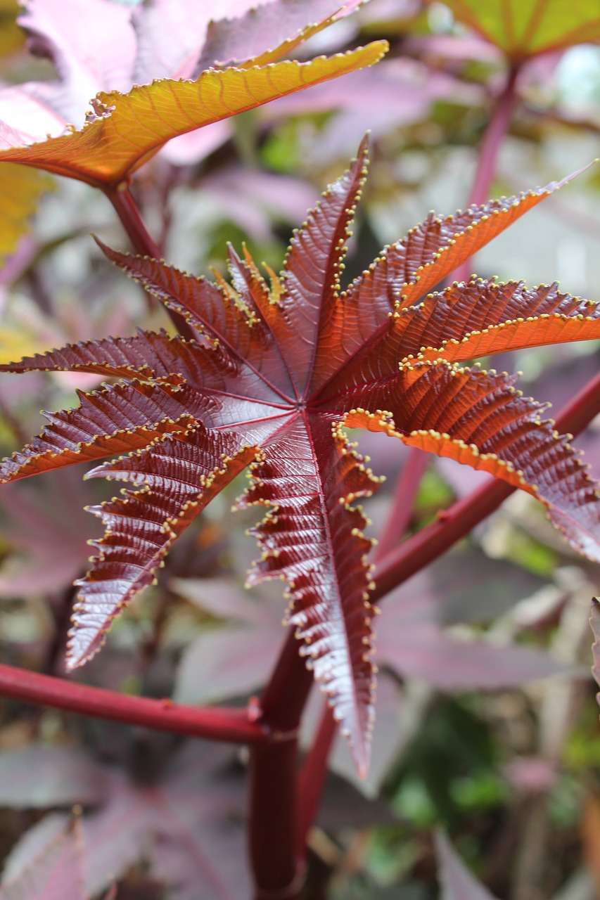 leaf texture pattern free photo