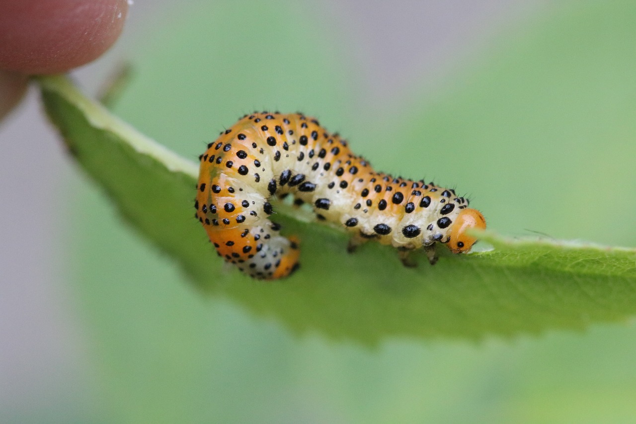 leaf caterpillar nature free photo