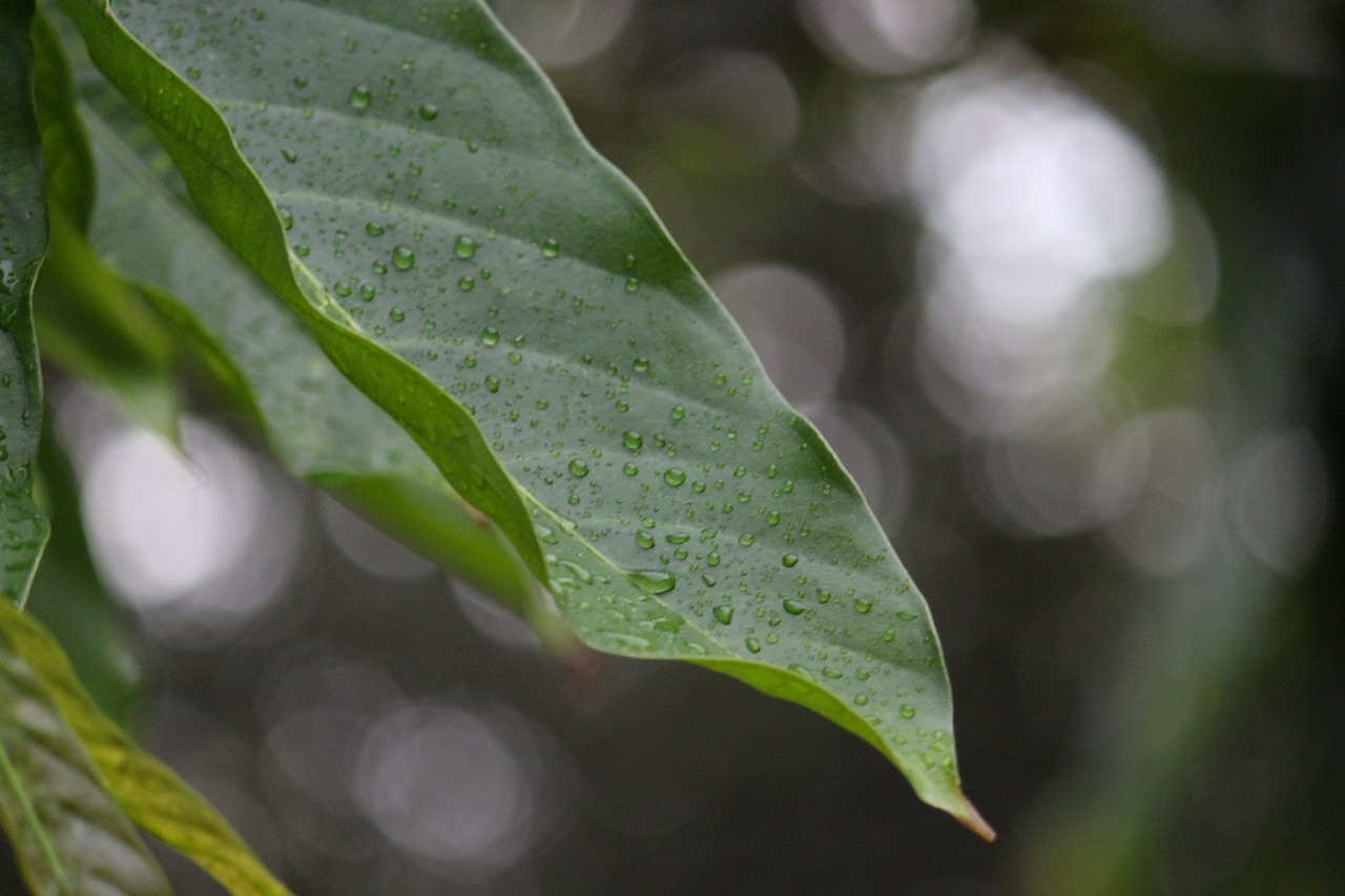 leaf rain drops free photo