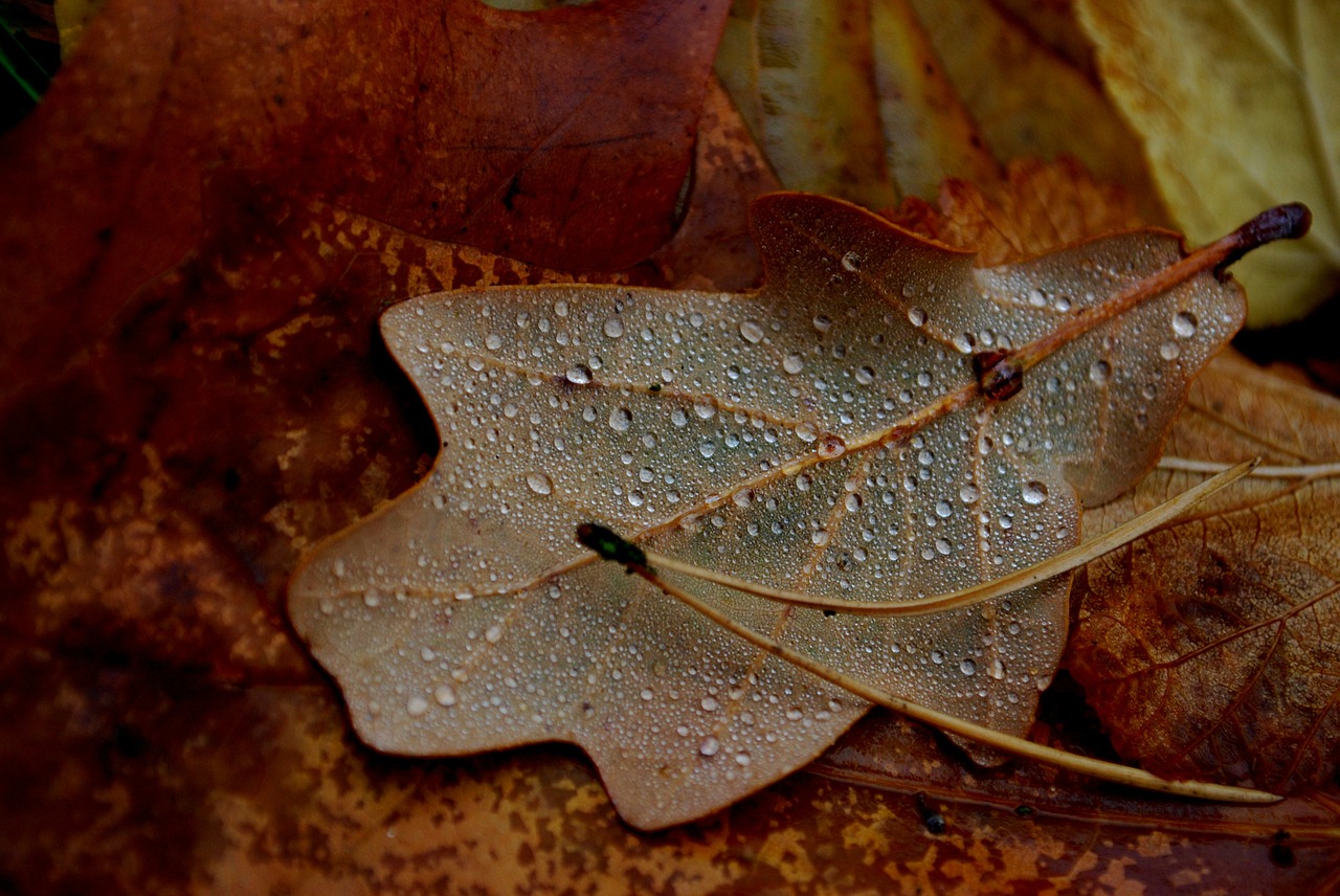 leaf foliage forest free photo