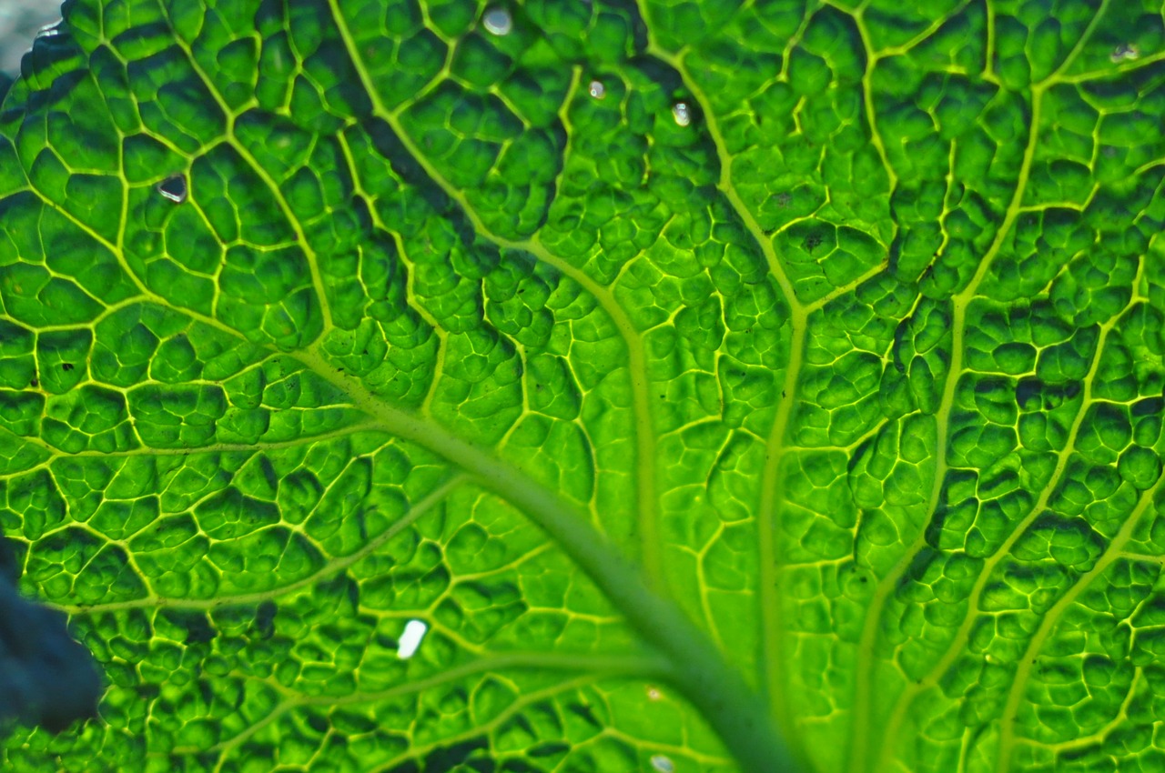 leaf green transparency free photo